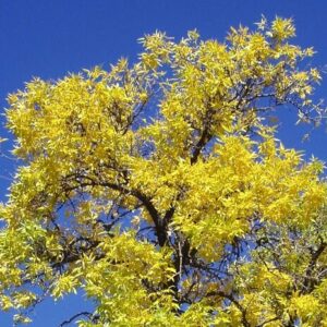 A tree turning yellow in autumn