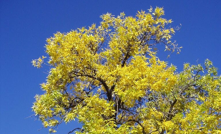 A tree turning yellow in autumn