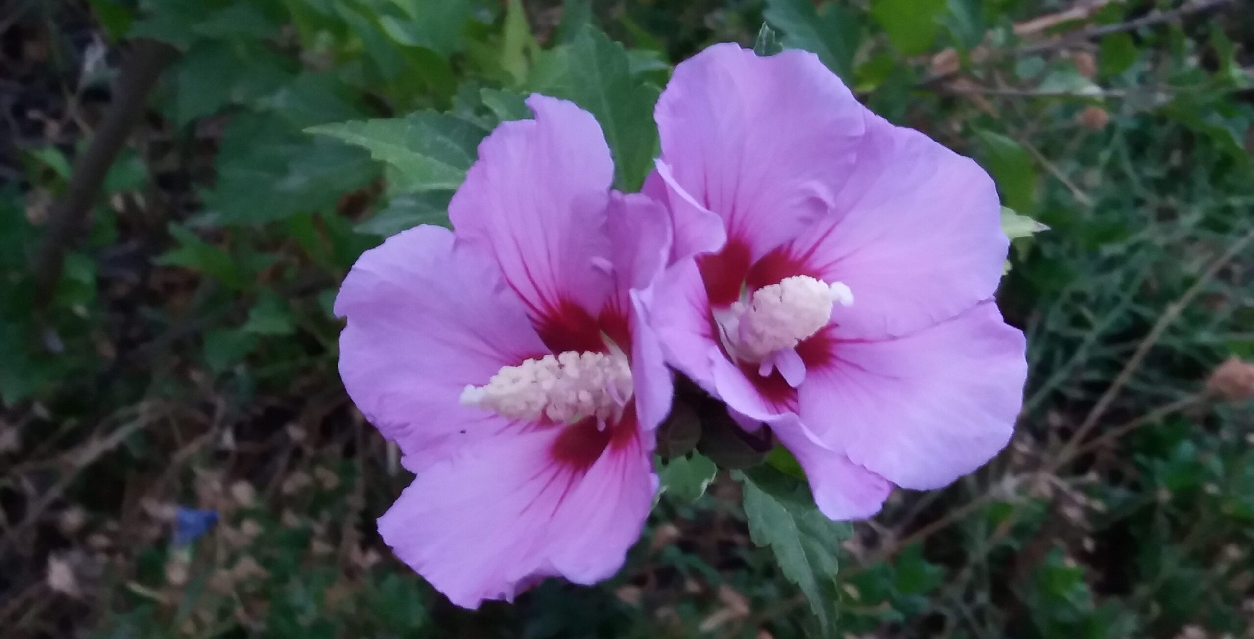 letting go and trusting all will be well