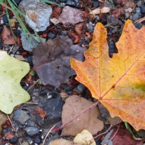 Following natures example and accepting an autumn dip in energy