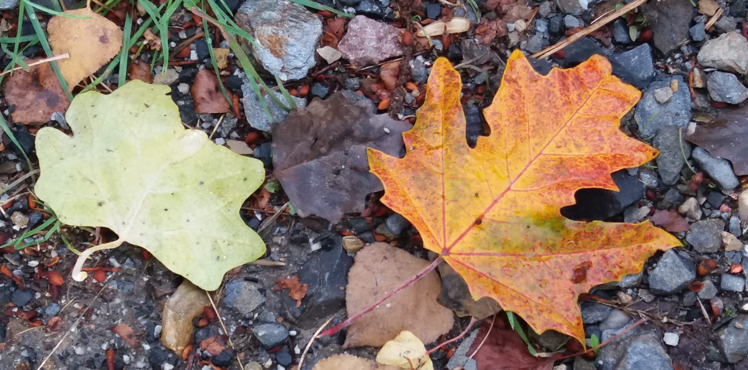 Following natures example and accepting an autumn dip in energy