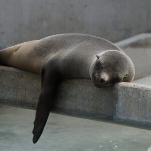 a seal taking a nap