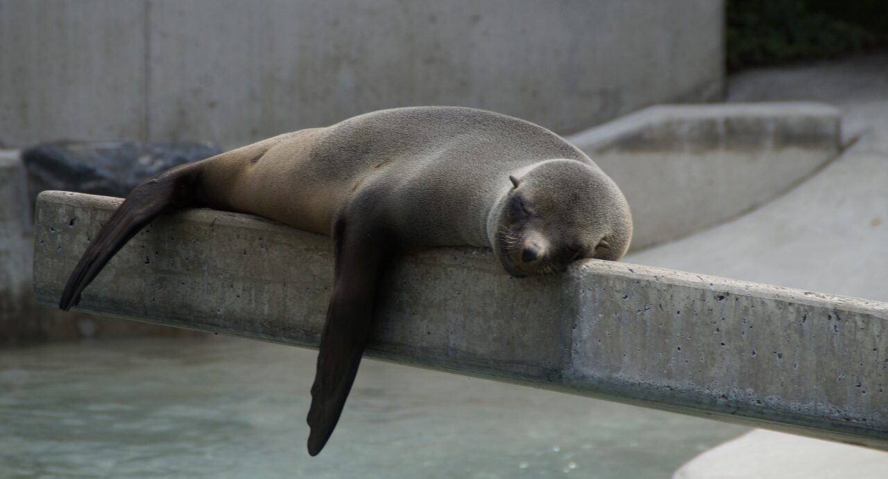 a seal taking a nap