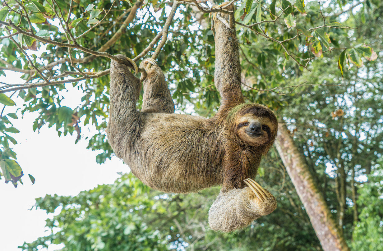 A relaxed effortless, kind and joyful looking sloth
